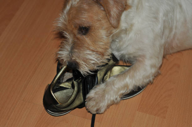 istock a puppy chews on a Shoe 1288114565
