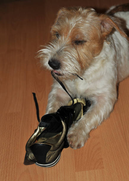 istock a puppy chews on a Shoe 1288114571