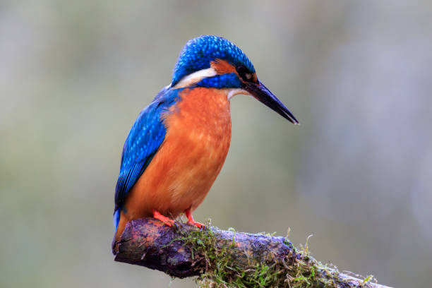 istock Tree branch with hunting kingfisher 1288114726