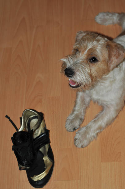 istock a puppy chews on a Shoe 1288114753