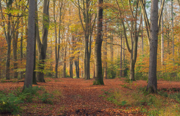 istock Autumn forest with ground covered in brown fallen leaves. 1288114830