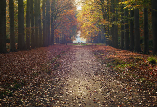istock Pathway and country house in hazy autumn forest. 1288114851