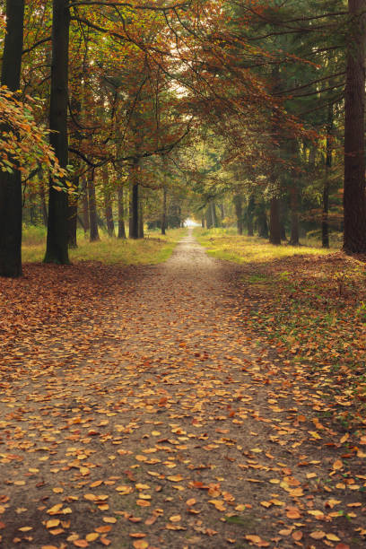 istock Path with brown fallen leaves in autumn woods. 1288114854