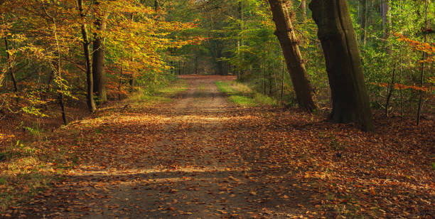 istock Path covered in brown fallen leaves in sunny autumn woods. 1288114860