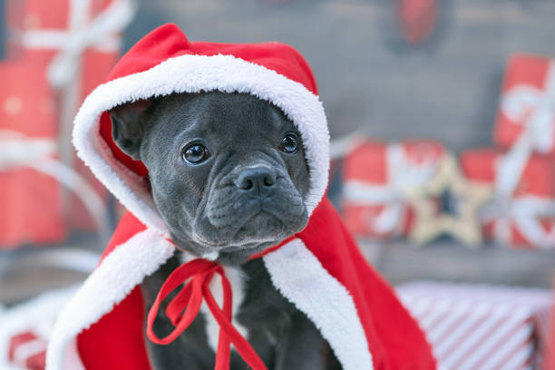 Portrait of French Bulldog dog puppy wearing red Christmas Santa cape over head Portrait of French Bulldog dog puppy wearing red Christmas Santa cape over head on front of blurry Christmas background heathy stock pictures, royalty-free photos & images