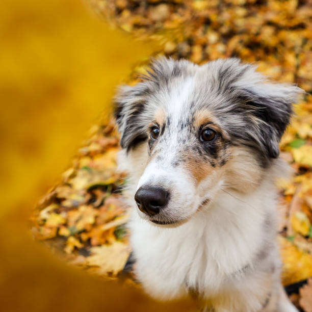 istock Small beautiful sheltie puppy sitting on yellow leaves. 1288117005