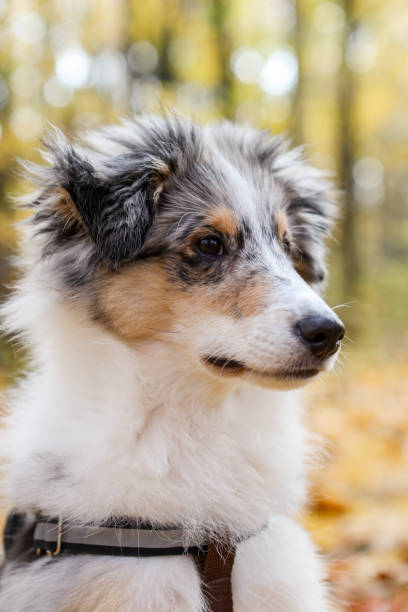 istock Small beautiful sheltie puppy sitting on yellow leaves. 1288117007