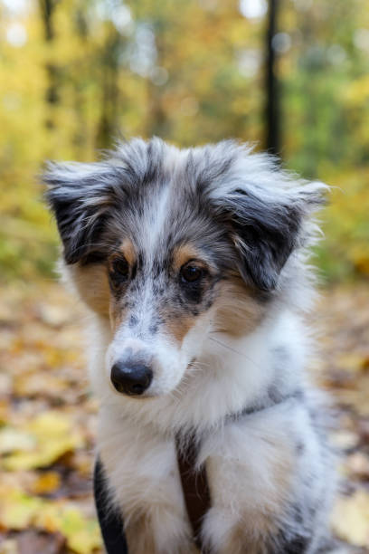 istock Small beautiful sheltie puppy sitting on a forest path in autumn. 1288117075