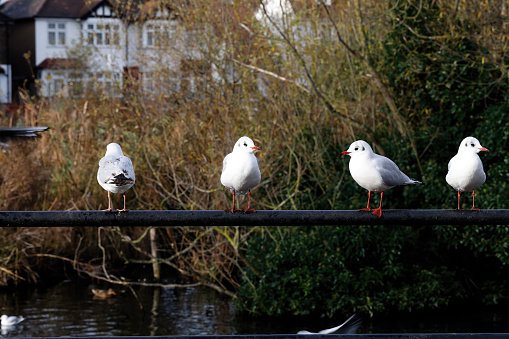 Four laughing gulls (Larus ridibundus, also known as black-headed gulls) line up in a row on top of a metal fence surrounding Mitcham Pond in Mitcham, Merton, London. They will wait here until someone feeds the geese and swans on the pond, when they will fly to take part in the feeding frenzy.