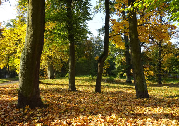 istock city park on a sunny autumn day 1288118537