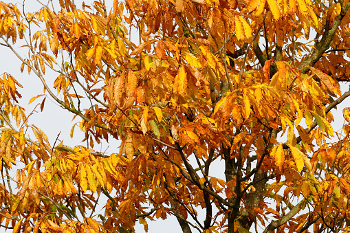 Golden autumn leaves Ohio buckeye tree (Aesculus glabra) in autumn early morning.