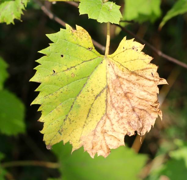 istock Green and Yellow Leaf 1288119153