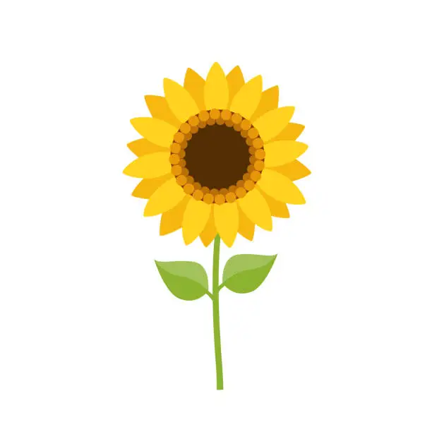 Vector illustration of Sunflower with green leaves isolated on white background.