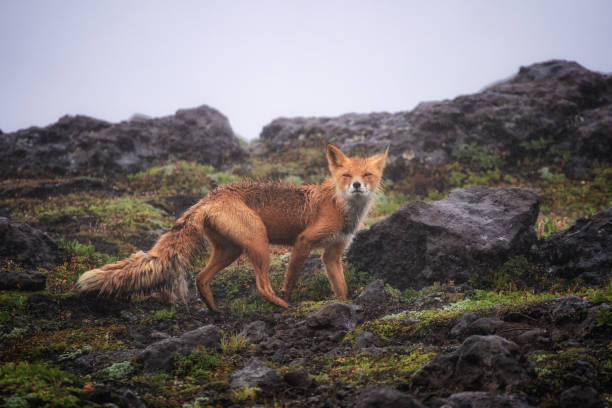 istock Portrait of a red fox (Vulpes vulpes) close up 1288120364
