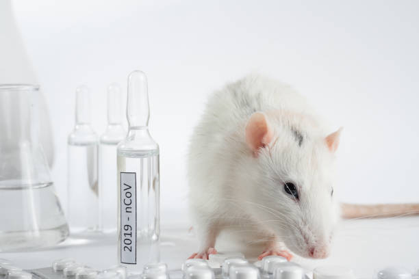 istock experiment with lab rat, mouse to find coronavirus vaccine in lab. 1288120437