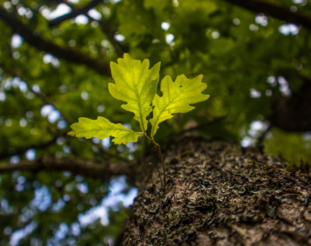 istock Beautiful oak tree trunk with harsh bark. Big tree in the park. Natural scenery 1288121570