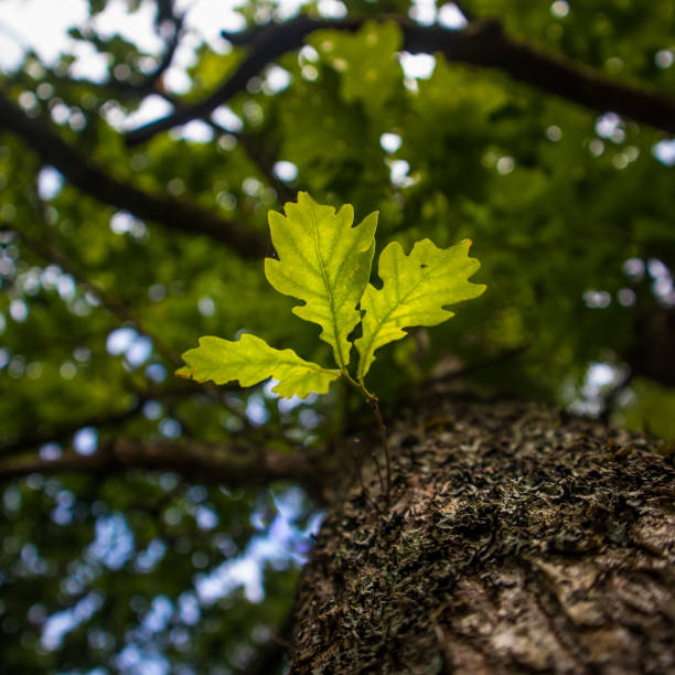 istock Beautiful oak tree trunk with harsh bark. Big tree in the park. Natural scenery 1288121668