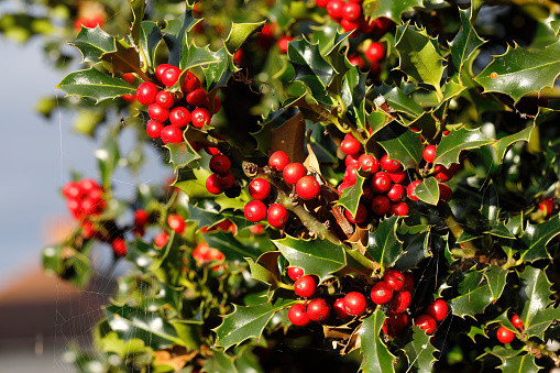 Clusters of red berries burst from every leaf node of this smooth-leafed, dark green holly tree. The contrasting green and red of holly are a bright-coloured feature of dull British winters, lifting the spirits, and holly is a popular subject for Christmas cards. This is also why The Holly And The Ivy is a popular Christmas carol: (The holly and the ivy When they are first full grown Of all the trees that are in the wood The holly bears the crown.) The red berries of holly (Ilex aquifolia) bushes are poisonous to people, particularly the area around the seed. However, after being frozen and then thawing, they become an important part of the winter diet of birds in England and northern Europe.