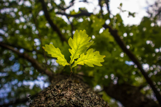 istock Beautiful oak tree trunk with harsh bark. Big tree in the park. Natural scenery 1288121768