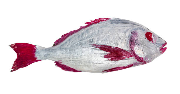 istock red and silver painted Orata fish cut out on white 1288122291