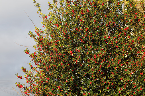 Clusters of red berries burst from every leaf node of this smooth-leafed, dark green holly tree. The contrasting green and red of holly are a bright-coloured feature of dull British winters, lifting the spirits, and holly is a popular subject for Christmas cards. This is also why The Holly And The Ivy is a popular Christmas carol: (The holly and the ivy When they are first full grown Of all the trees that are in the wood The holly bears the crown.) The red berries of holly (Ilex aquifolia) bushes are poisonous to people, particularly the area around the seed. However, after being frozen and then thawing, they become an important part of the winter diet of birds in England and northern Europe.