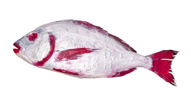 istock red and silver colored Orata fish cut out on white 1288122651