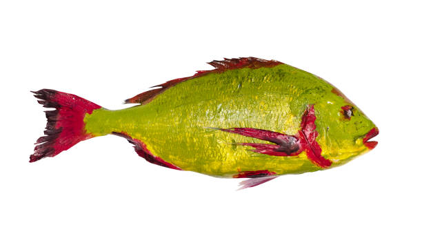 istock red and yellow green colored Orata fish cut out 1288122676