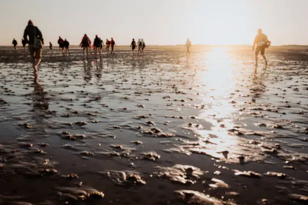 A group of people walking on the sand flats in the Waddensea at the start of the day.