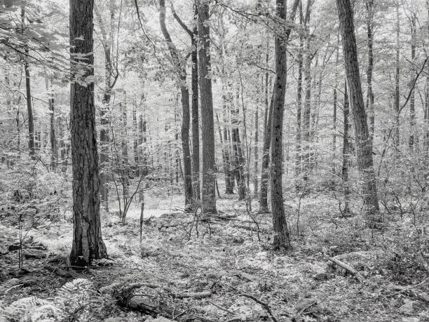 Black and white shot of an empty forest. stock photo