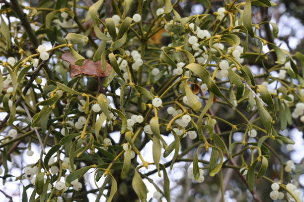 istock White mistletoe plant hanging on the branch 1288123939