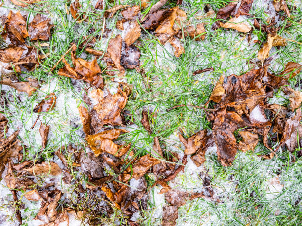 istock fallen leaves and green grass on frozen lawn 1288124252