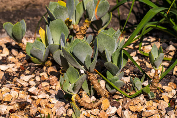 istock View of succulent cotyledon orbiculata plant 1288124471