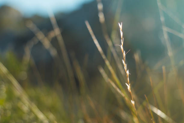 Abstract blurred grass in nature background. Selective focus used.