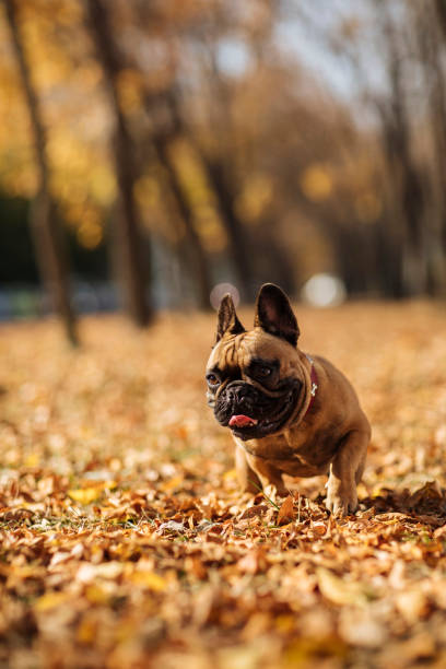 istock The joy of jumping on leaves 1288125549