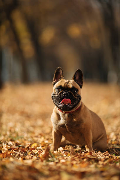 istock Pure happiness on his face 1288125551