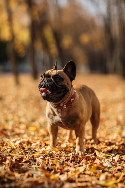 istock A picturesque moment 1288125561