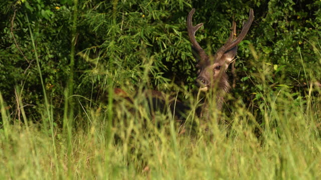 Sambar Deer in the forests of Central India