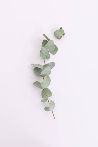 istock Branch with green leaves lying on white background 1288126214