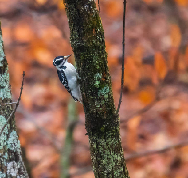 pájaro carpintero peluda oriental hembra mirando un tronco de árbol pequeño - picoides villosus fotografías e imágenes de stock