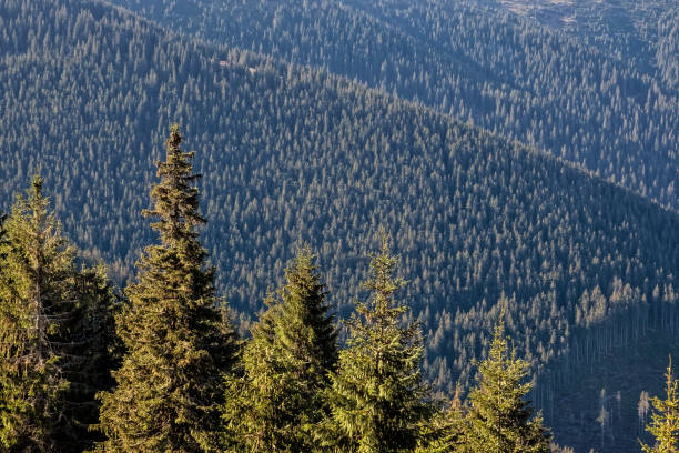 istock Coniferous forest, Low Tatras mountains, Slovakia 1288127608