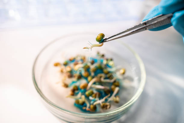 istock Chemist holding a pane with tests of plants in laboratory 1288128336