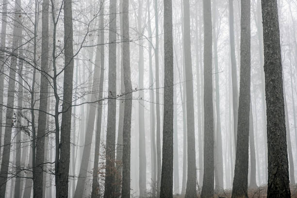 Autumn scene in misty forest, Little Fatra, Slovakia stock photo