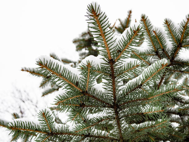 istock bottom view of spruce branch with the first snow 1288129920