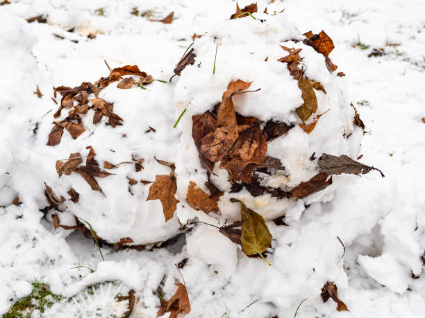 snowball from first snow with leaves closeup - adhering imagens e fotografias de stock