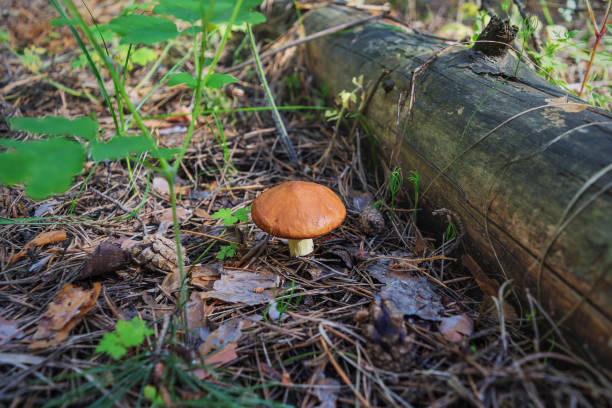 istock Mushroom oiler in the grass in the wild coniferous forest, close-up. 1288129929