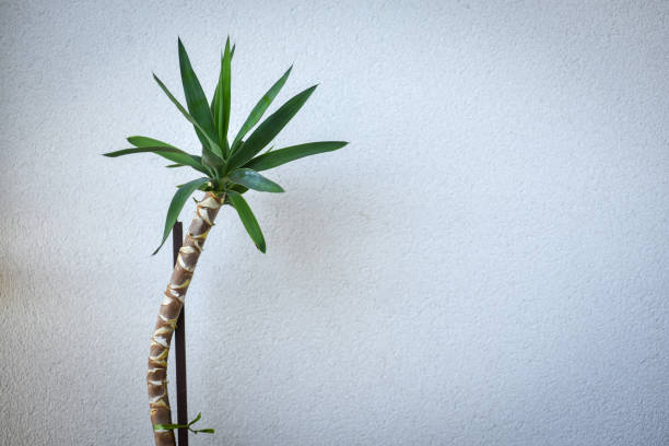 Green yucca plant on the white background. Copy space