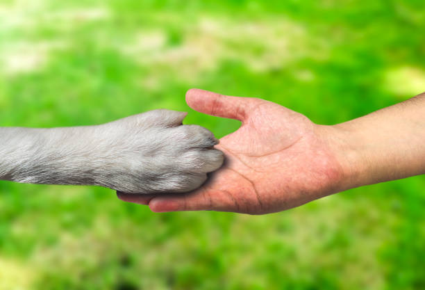istock i love my pet 1288131888