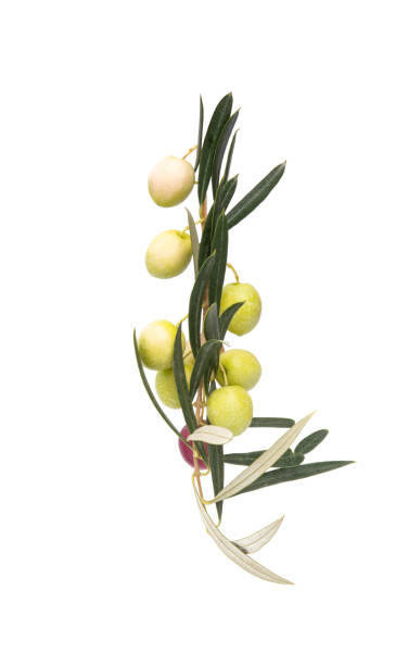 istock branch with olives isolated 1288132798