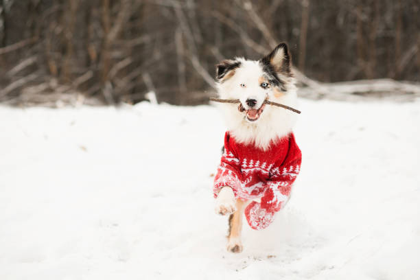 istock Australian shepherd in christmas sweater running in winter forest with stick. 1288133185