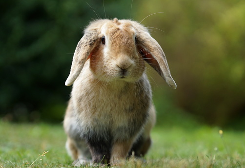 Grey-white rabbit is sittin on the grass in forest.